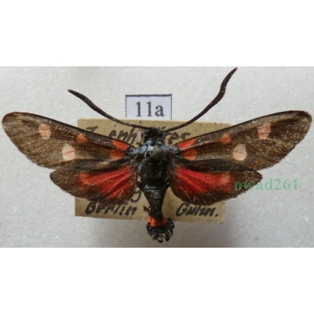 Zygaena ephialtes (Linnaeus, 1767) Kraśnik goryszowiec Deutschland11a